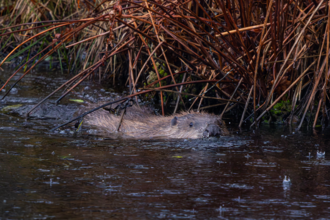 A beaver swims through a shallow, dark pond near the edge of dense, reddish-brown reeds.