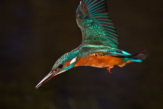 A kingfisher dives down, its wings outstretched. 