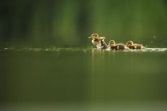 Three mallard ducklings swimming on a green pond, the first flapping its wings to lift itself out of the water