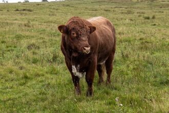 A brown bull with a white patch on its underside stands in a grassy field, looking slightly to the left. The landscape around it is open and green under an overcast sky.