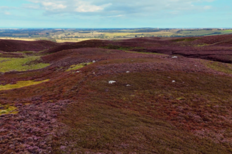 A wide view of rolling moorland covered in purple heather, stretching into the distance under a partly cloudy sky