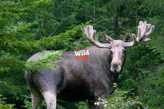 An elk in the forest of Telemark, Norway