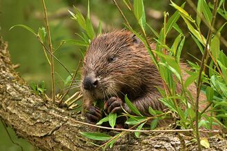 A beaver sits next to a tree branch surrounded by green leaves, holding and nibbling on some foliage.