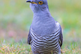 A cuckoo looking inquisitively towards the camera, whilst sat on grass