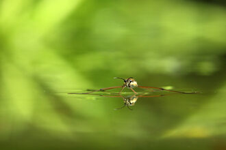 A pond skater floating on the water's surface, its long legs spread out to either side