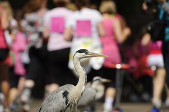 A heron stands on as people take on a park run for charity behind it. 