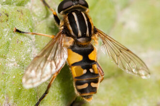 A footballer hoverfly resting on a leaf. It has black and yellow stripes on its thorax, like a football shirt