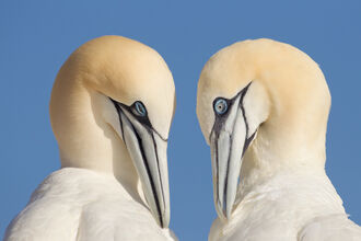Two gannets