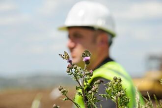 Marbled White butterfly (Melanargia galathea) on thistle.