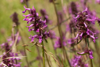 The purple flower spikes of betony growing in a grassland