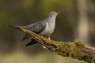 Cuckoo on a branch