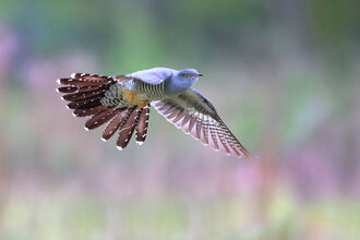 A cuckoo mid flight