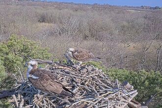 A still from a webcam of two ospreys perched on a nest up high, overlooking a valley