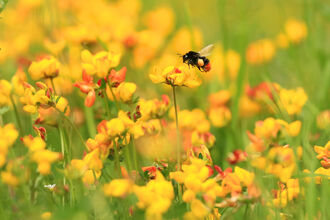 A red tailed bumblebee preparing to land on bright yellow bird's foot trefoil flowers