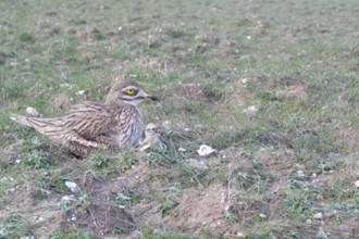 A stone curlew and her small chick resting on grassy ground