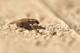 A small, golden-brown beetle with a blunt rostrum and neat stripes on its back