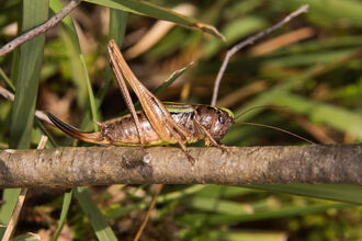 A female bog bush-cricket standing on a branch. It's a brown insect with incredibly long back legs, long antennae and a long, upcurved ovipositor