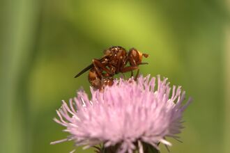 A ferruginous beegrabber on a pink flower. It's a hunched, reddish-brown fly with a yellow face