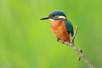 A kingfisher perched on a branch in front of a green background. It's a compact bird with a strong beak, blue back and orange belly
