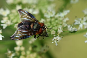 Phasia hemiptera on an umbellifer flower. It's a colourful orange and purplish-black fly with broad, irridescent wings
