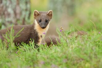 A pine marten stood in a grassy area, with trees visible behind it. It is staring straight at the camera