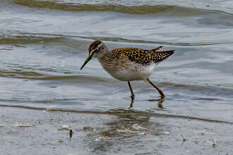 A wood sanspiper trekking along the water's edge. It's a medium-sized wading bird with pale spangling on its dark back, a pale belly and a strong, pale line above the eye
