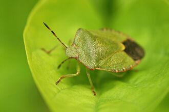 A green shieldbug resting on a leaf. It's a broad, shield-shaped bug, bright green with a dark wing membrane and reddish antennae