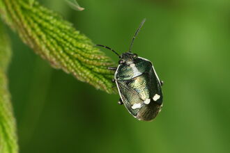 A brassica shieldbug resting on a leaf. It's an oval-shaped, black bug with a white border around its body and three white dots across its back, near the wing tips