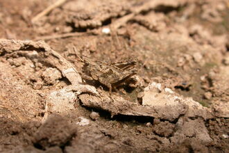 A common groundhopper blending in with bare soil. It's a stocky relative of the grasshoppers, with a raised ridge running along its back