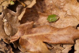 A green shieldbug standing amongst brown, fallen leaves. It's a shield-shaped green bug