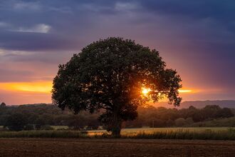 An oak tree stood alone in a field against an orange sunset