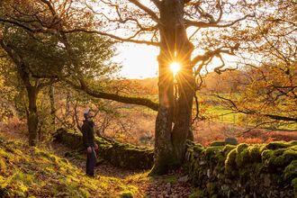 Sunlight pouring through a gap in an oak tree with a person staring up at it