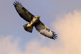 Buzzard from below in the sky