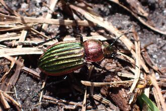 A beetle in jewel colours of green and amber crawling through dried grass