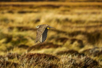 Merlin in flight low over a heathland