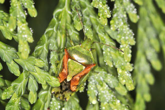 A juniper shieldbug clinging to the leaves of a cypress tree. It's a green shieldbug with a curving pink marking on each side of its back