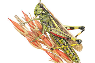 An illustration of a large marsh grasshopper gripping a grass seedhead. It is a green grasshopper with wings reaching just short of the abdomen tip, and black and yellow bands on the hind legs