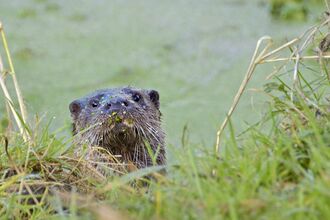 Otter sitting in green pond weed near the bank