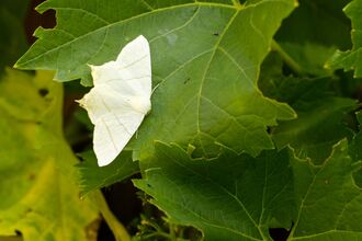 A swallow-tailed moth resting on a bright green leaf. It's a pale yellow moth, with delicate dark lines across the wings and a long, pointed tail on each hindwing