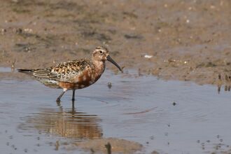A curlew sandpiper wading through a shallow, muddy pool. It's a small wading bird with a fairly long, downcurved beak, rusty red underparts and spangled black and red upparparts