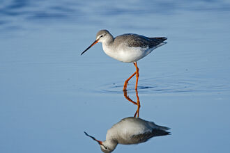 A spotted redshank wading through shallow water, with a perfect reflection. It's an elegant wader with a grey back, white belly and long reddish-orange legs. It has a bold white line above the eye and a long, fine bill with a red base to the lower mandible and a slightly drooping tip