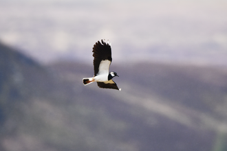 Black and white lapwing midflight above moorlands
