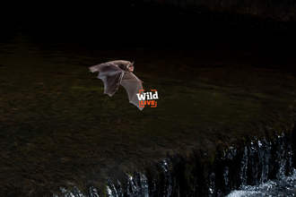 A Daubenton's bat flying over a water source. Also visible is a small white and orange logo that reads Wild LIVE