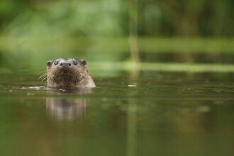 An otter popping its head up out of a river, with greenery visible, blurry in the background and in the reflection off the water