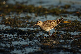 A pectoral sandpiper walking across wet mud. It's a small, brown wading bird with a sharp demarcation between the buffish-brown breast and white belly