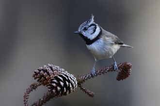 A crested tit perched on a pine twig, beside two pine cones. It's a small bird with a greyish-brown back, paler belly and prominent crest on its head