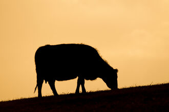 Cow silhouetted on skyline