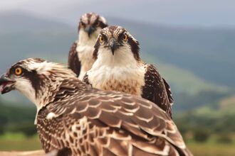 Three Dyfi Ospreys