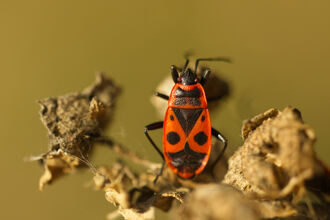 A firebug resting on a dead seedhead. It's a surfboard-shaped bug with a black head, black legs and a red body with black markings