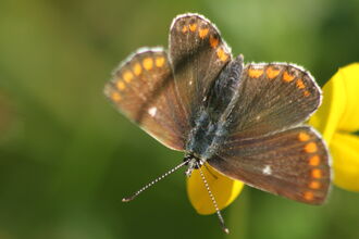 Brown butterfly with orange spots on wings